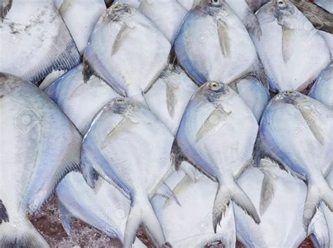 Pomfret Fish - Wholesale Price & Mandi Rate for Pomfret Fish
