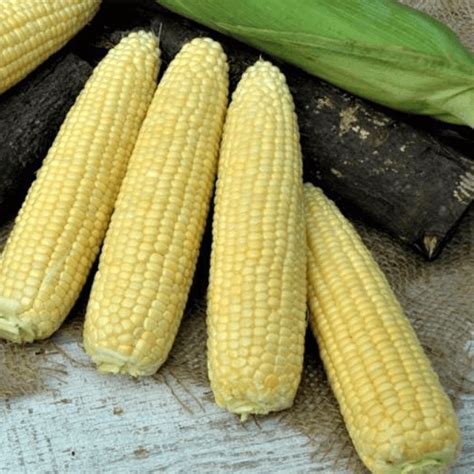 Sweet Corn Icon Xr F1 Seed Harris Seeds