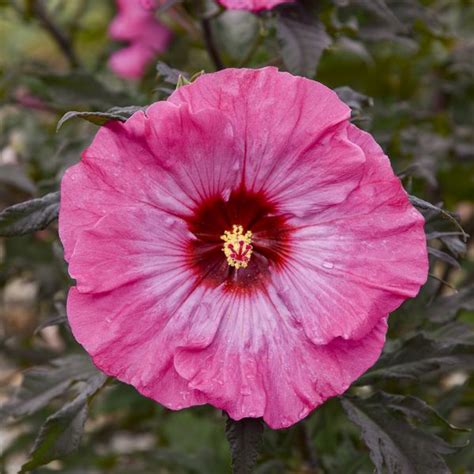 Inner Glow Perennial Hibiscus Hardy Hibiscus Purple Flowers Or Flower Parts Almost Eden