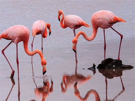 CELEBRITY FLORA GALAPAGOS 7 NIGHT OUTER LOOP | Cruise Tour