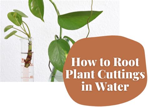 How To Root Plant Cuttings In Water For Propagation