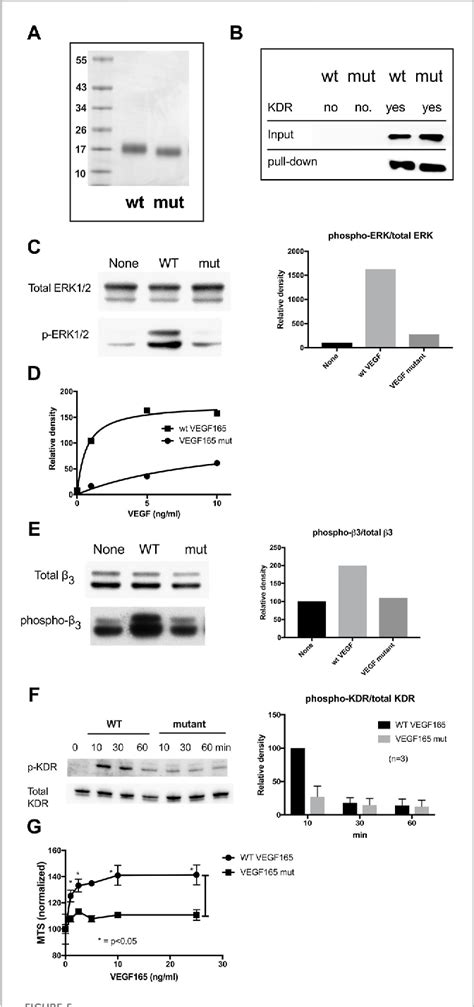 Figure 5 From The Heparin Binding Domain Of Vegf165 Directly Binds To