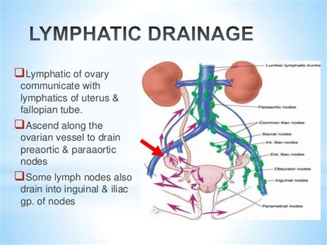 Ovarian And Endometrial Cancer