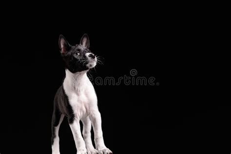 Cachorro De Perro Basenji Aislado Sobre Fondo Negro Foto De Archivo