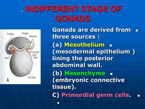 Ppt Genital System Powerpoint Presentation Free Download Id 6525714