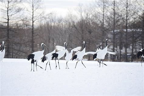 Japanese Crane Dancing Crowned Hokkaido Photo Background And Picture