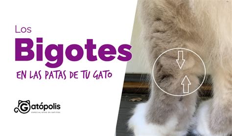 Los Bigotes En Las Patas De Tu Gato Gat Polis