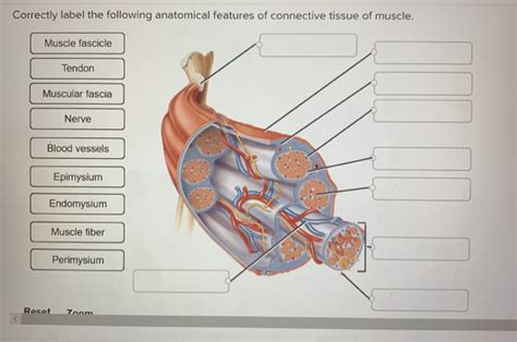 Solved Correctly Label The Following Anatomical Features Of Chegg