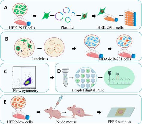 Frontiers Lentiviral Vectorbased Xenograft Tumors As Candidate