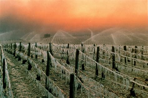 10 Awe Inspiring Photos Of Vineyards In The Winter LaStella