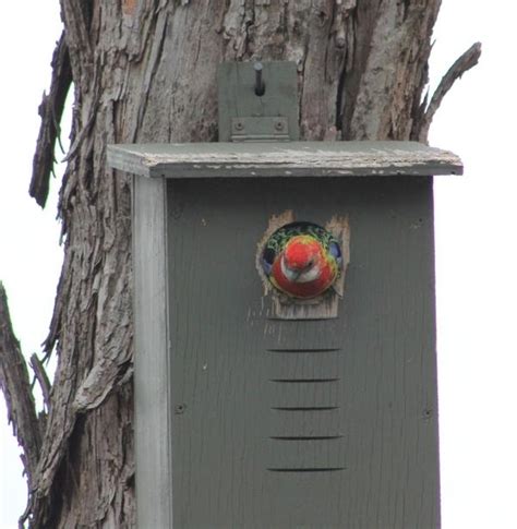 Eastern Rosella and Crimson Rosella Breeding | BIRDS in BACKYARDS