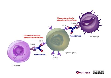 Tafasitamab Minjuvi® Acthera