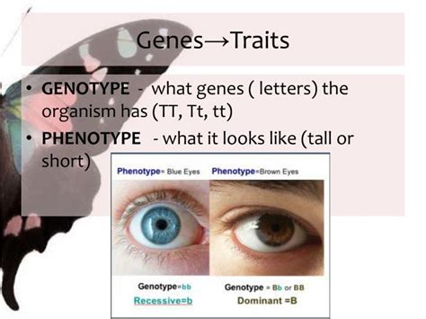 Ppt Mendels Genetics Powerpoint Presentation Id 2793705