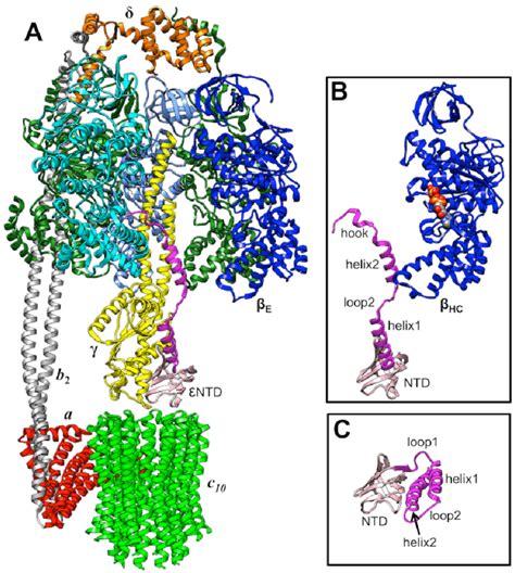 Structure Of E Coli F O F Atp Synthase A Ribbon Diagram Of A