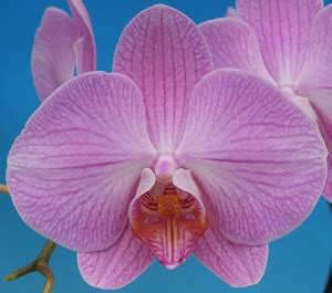 Dtps Taisuco Eden T96329 Welcome To Orchid Cultivators