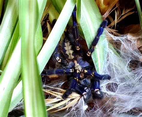 New Year New Exoskeleton Rtarantulas