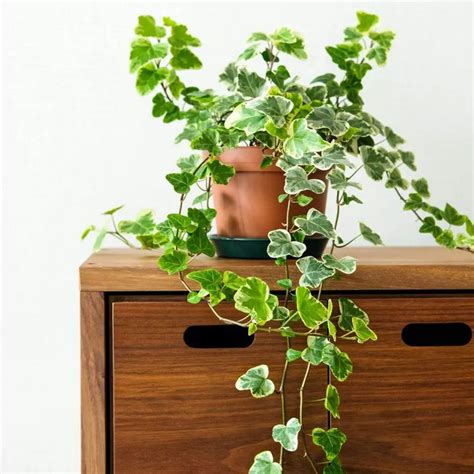 How To Grow And Care For An Ivy Plant In 2024 Ivy Plants Ivy Plant