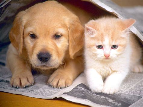 Lindo perrito y gatito rompecabezas en línea