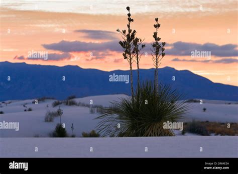 Soap Tree Yucca In Desert White Sands National Monument Soaptree