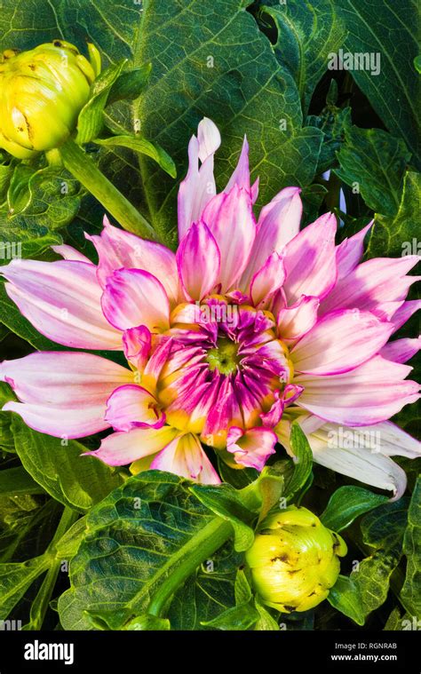 Outdoor Natural Color Portrait Of A Blooming Pink Dahlia Blossom In