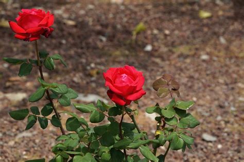 Can You Plant Roses In A Rock Garden Thegrowingleaf