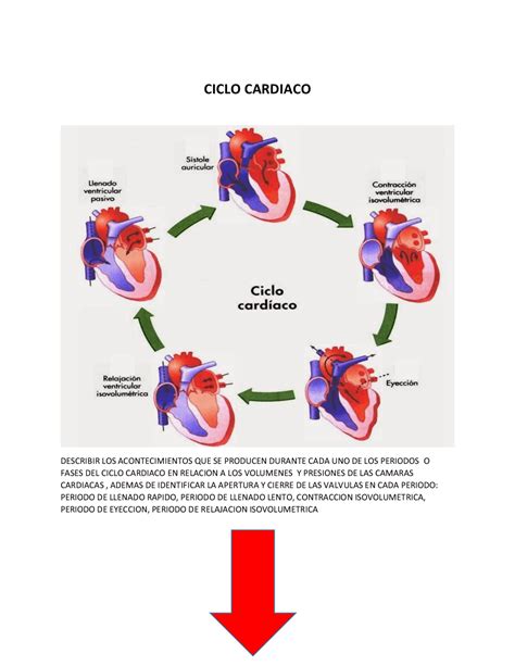 fases del ciclo cardiaco | Esquemas y mapas conceptuales de Fisiología ...