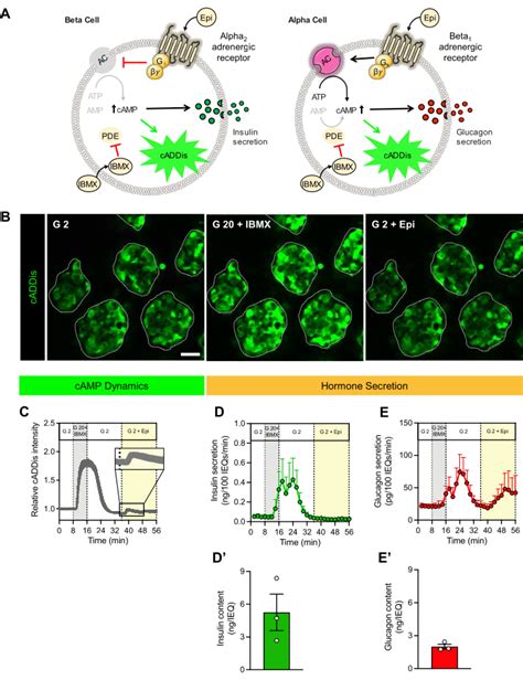 Human Pseudoislet System For Synchronous Assessment Of Fluorescent