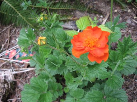 Avens And Geums How To Grow And Care For Geum Chiloense Plants Garden Helper Gardening