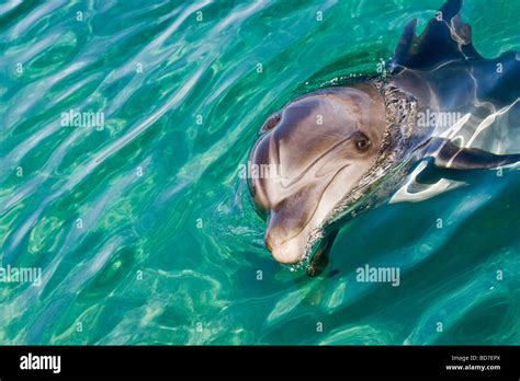 Indo Pacific Bottlenose Dolphin Stock Photo Alamy