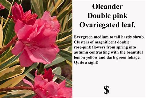 Nerium Oleander Variegatum Double Variegated Pink Sutton Road Nursery