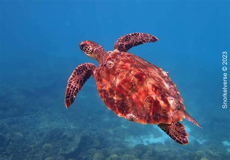 Hawksbill Turtle Snorkelverse