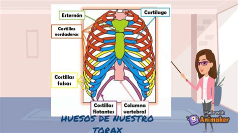 Huesos Del Tronco Y Extremidades Youtube