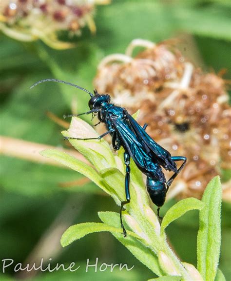 Maryland Biodiversity Project Blue Mud Wasp Chalybion Californicum