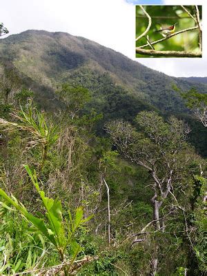 Philippines Birding Trip Reports: Mount Isarog, Naga City, Camarines ...