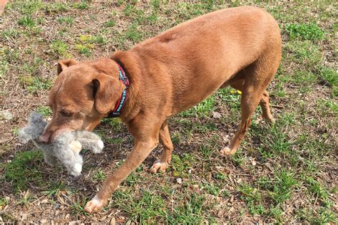 Dog Pacing Why It Happens And How To Help Your Pacing Dog