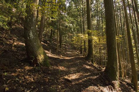 Hiking The Koyasan Choishi Michi Pilgrimage Trail A Photograph From