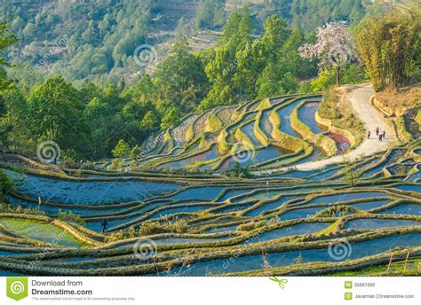 Rice Terraces of Yuanyang, Yunnan, China Stock Photo - Image of ...