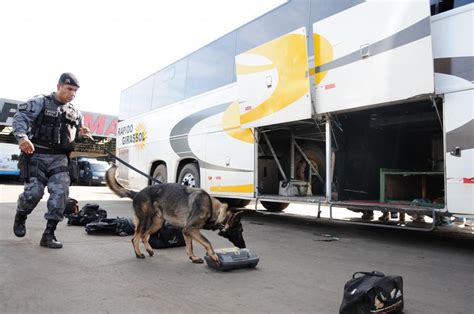 Câmara Federal Comissão Aprova Proposta Que Obriga Uso De Cães