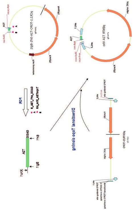 Topo Vector Map at Vectorified.com | Collection of Topo Vector Map free for personal use