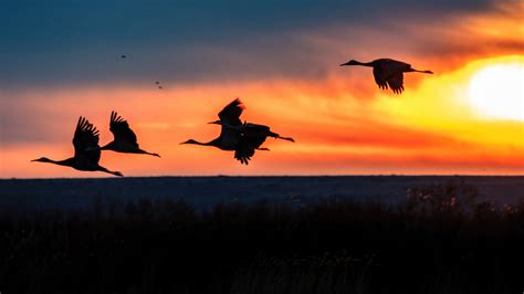 1920x1080 Cranes Take Off During Sunrise At The Bosque Del Apache