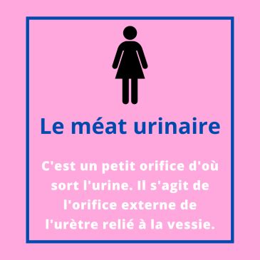 Le M At Urinaire Chez La Femme Tout Ce Qu Il Faut Savoir Afp Services