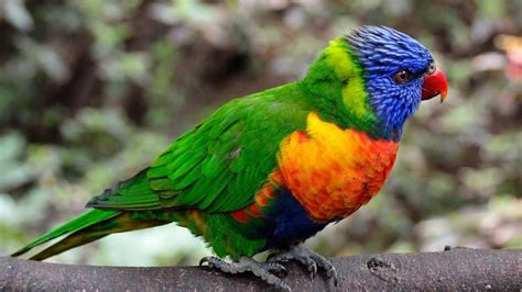 Pin By On Bird Colorful Parrots Parrot Bird