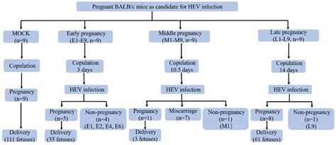 Viruses Free Full Text Successful Establishment Of Hepatitis E