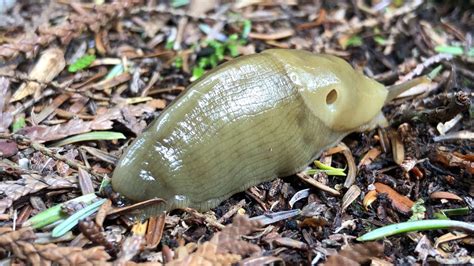 Us385 Banana Slug Closeup Washington Youtube