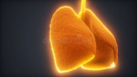 Loop 3d Rendered Medically Accurate Animation Of The Human Lung Stock