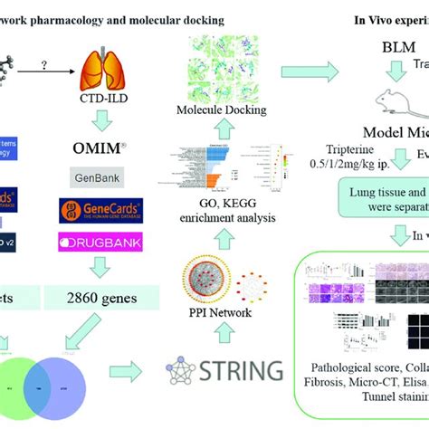 Workflow Of The Network Pharmacology Analysis And Experimental Download Scientific Diagram