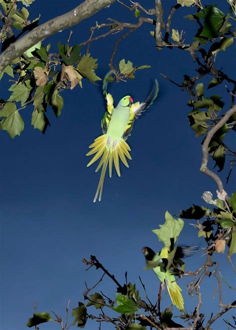 How Tropical Parakeets Took Over Brussels The New York Times