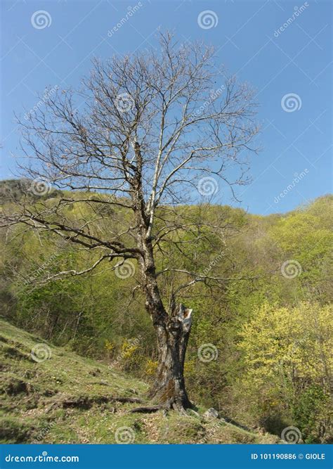 Paesaggio Montanocampaniasud Italia Stock Photo Image Of Campania