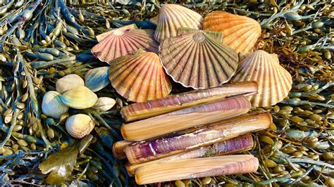 Coastal Foraging For Scallops Mussels Cockles Oysters And Clams With