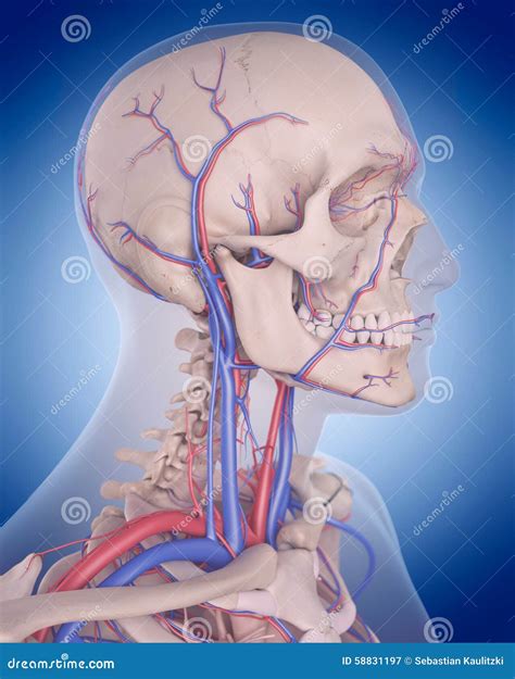 The Circulatory System Neck Stock Illustration Illustration Of